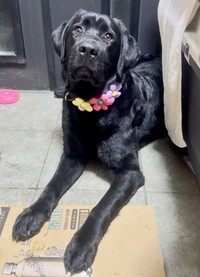 玄関でおすわりーーお花がよく似合うノワールちゃん（画像提供：黒ラブNoir（ノワール）さん）