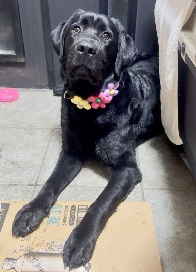 玄関でおすわりーーお花がよく似合うノワールちゃん（画像提供：黒ラブNoir（ノワール）さん）