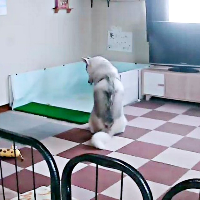 立派なトイレエリアを前に物思いにふける福丸くん（画像提供：ふくまる＋ぶな＝さん）