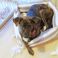 クッションでいたずら中…飼い主さんにみつかってきょとん顔のあーちゃん（画像提供：雑種のくーちゃんさん）