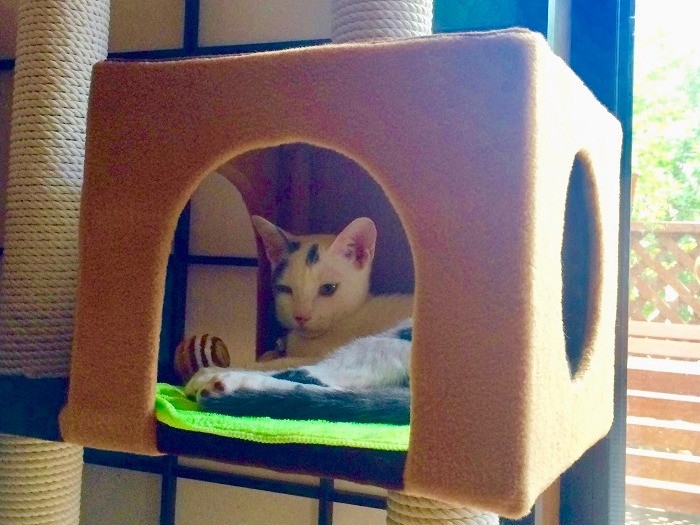 子猫のような表情、キャットタワーでくつろいでいる