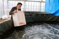 バナメイエビの稚エビを養殖用の水槽に放流する藤木さん。浄化装置はなく、不要な有機物は微生物が分解する（京都市山科区勧修寺）