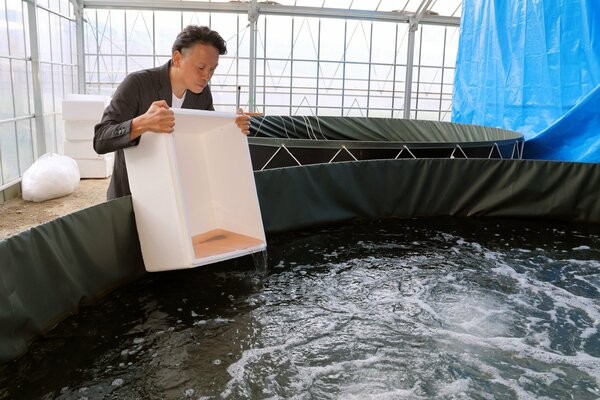 バナメイエビの稚エビを養殖用の水槽に放流する藤木さん。浄化装置はなく、不要な有機物は微生物が分解する（京都市山科区勧修寺）