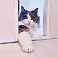 ふわもふのおててで、ちょいちょいするれたすくん（画像提供：やどランドはっぴー村theふぁいなるさん）