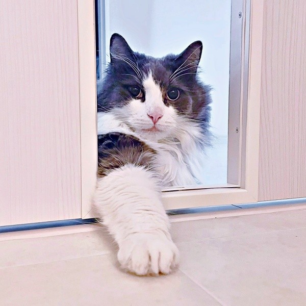 ふわもふのおててで、ちょいちょいするれたすくん（画像提供：やどランドはっぴー村theふぁいなるさん）