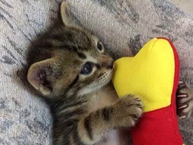 建物の壁の間に落ちた子猫　消防にも頼んで、壁を壊して救出