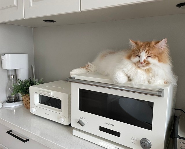 レンジの上が大好き＝ぽてこゆこめ+うなさん（@potechi_nikki）提供