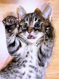 猫風邪をひいていたるなちゃん。元気と食欲はあったといいます（画像提供：むぎさん）