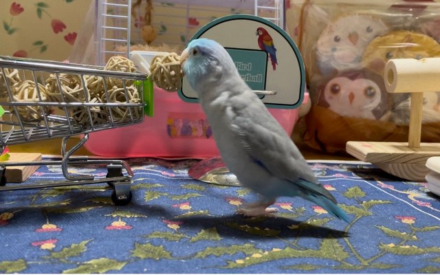 バスケットを楽しむ＝マメルリハのルーちゃんさん（@ruriironokotori）提供