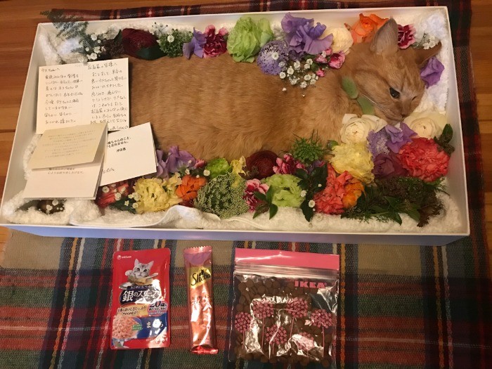 梅ちゃんに届いたお花に包まれて…