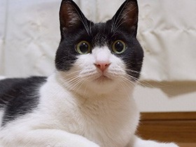 ニョロニョロおもちゃに夢中！　まん丸おめめの白黒猫「ダリル」