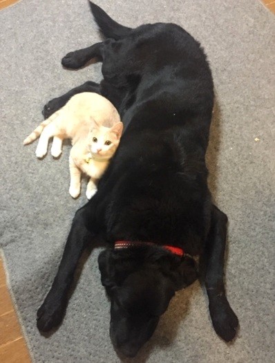 ラブラドールレトリバーのボスくんに寄り添って