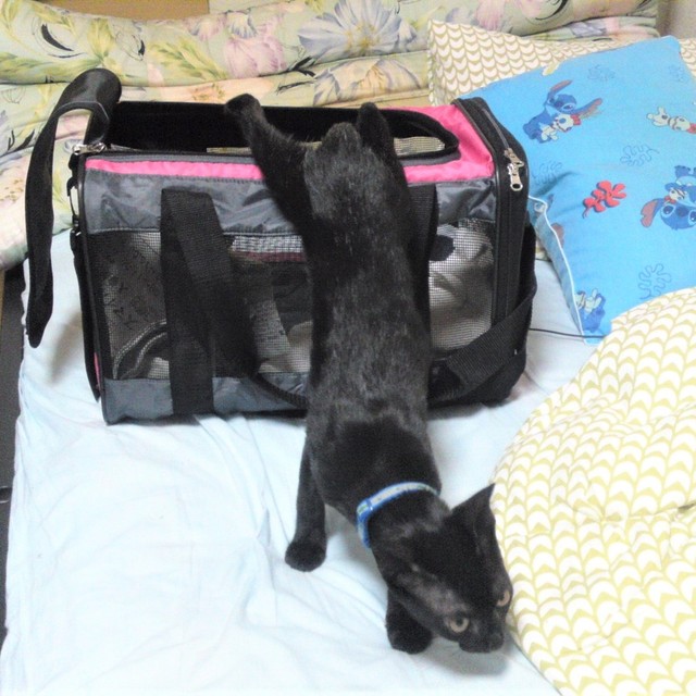 T家に迎えられた初日のみりんくん