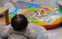 ベビートイの中からも見守り＝ロイ(Roy)くん@ラグドールさん（@roy201108）提供