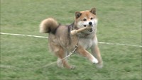 特集 がんばれ愛ちゃん 警察犬目指す柴犬 殺処分対象からnpoが引き取り訓練 Ksbニュース Ksb瀬戸内海放送