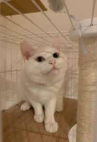 １週間と少し経った頃のもちくん。じゃらしに興味を持つようになった。