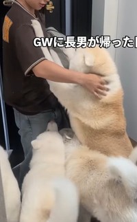 盛大なお出迎えを、片手で優しく撫でるお兄ちゃん（提供：＠ko_yuki1115さん）
