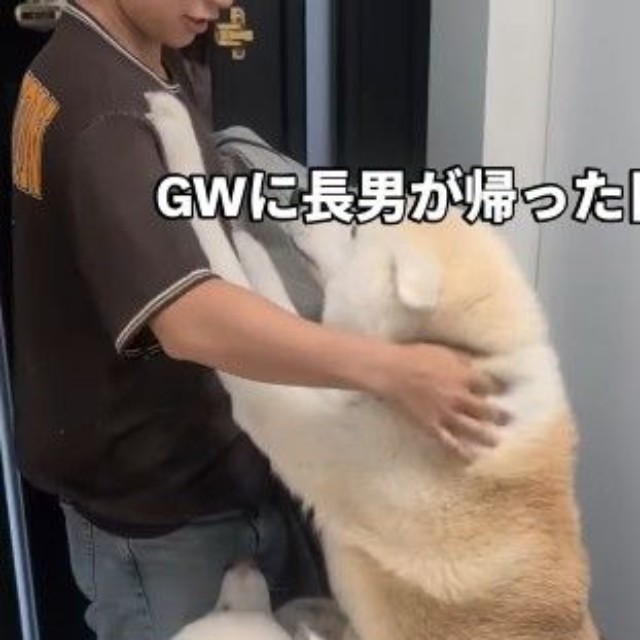 盛大なお出迎えを、片手で優しく撫でるお兄ちゃん（提供：＠ko_yuki1115さん）
