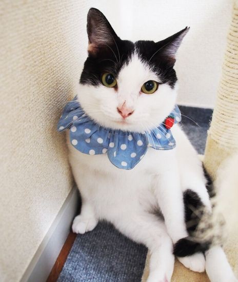 キャットタワーの下がお気に入り