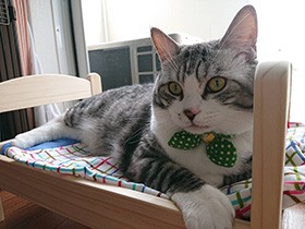 やっと使ってくれたベッド、使い心地は？　ミックス猫「ムギ」　