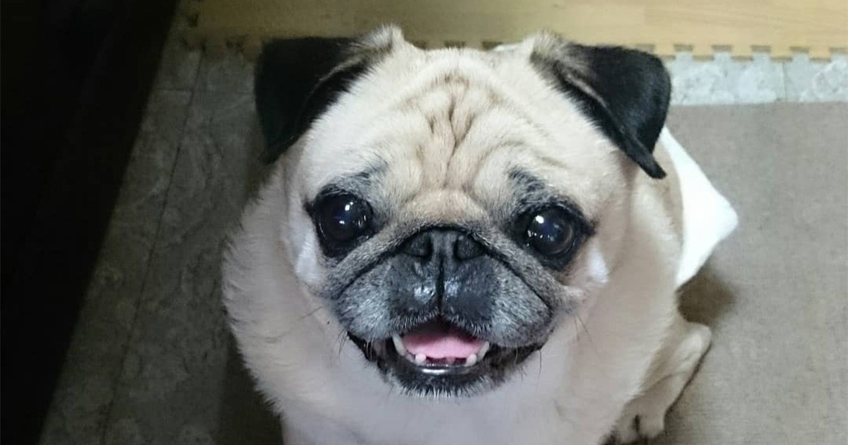 散歩から帰ると おやつほしいよ パグの ディーニュ 犬 猫との幸せな暮らしのためのペット情報サイト Sippo