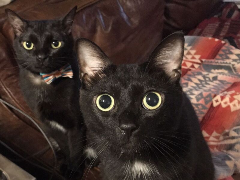 目がまん丸！愛猫のカイザ（手前）とノイアー（典佳さん提供）