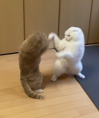 拳法の達人！？（画像提供：もろとむく@まるかさん）