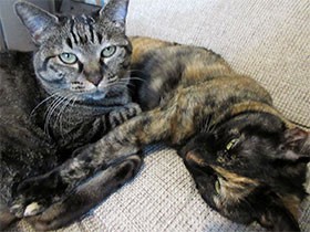 テーブルに猫の毛ごっそり！　手作りの罠を仕掛けると…