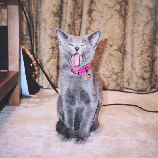 いつもママありがとう～。……こっちゃん、きっとそう思っていますね（Ｍさん提供）