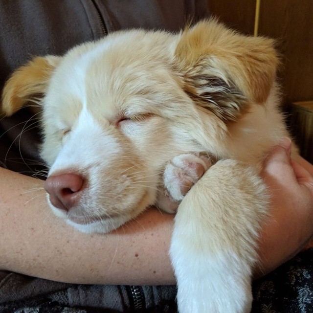 子犬の時はたれ耳だった。どう成長するのか分からないのも楽しみのひとつ