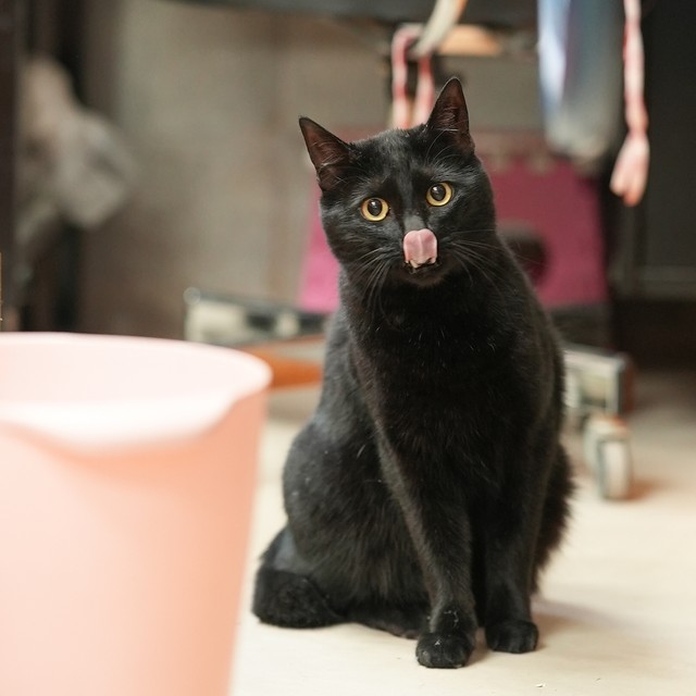 「お気に入りの器を見つけてにゃ」