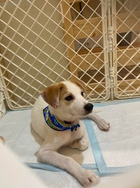 これまで様々な団体が譲渡会を開催