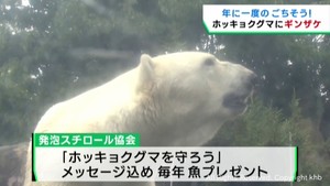 八木山動物公園でホッキョクグマに”ギンザケ”プレゼント　年に一度のごちそう