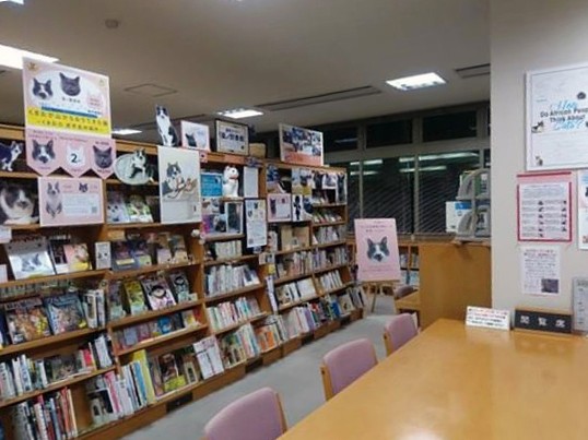 くまおのイベントが開かれる「猫ノ図書館」。猫の書籍が勢ぞろいしている