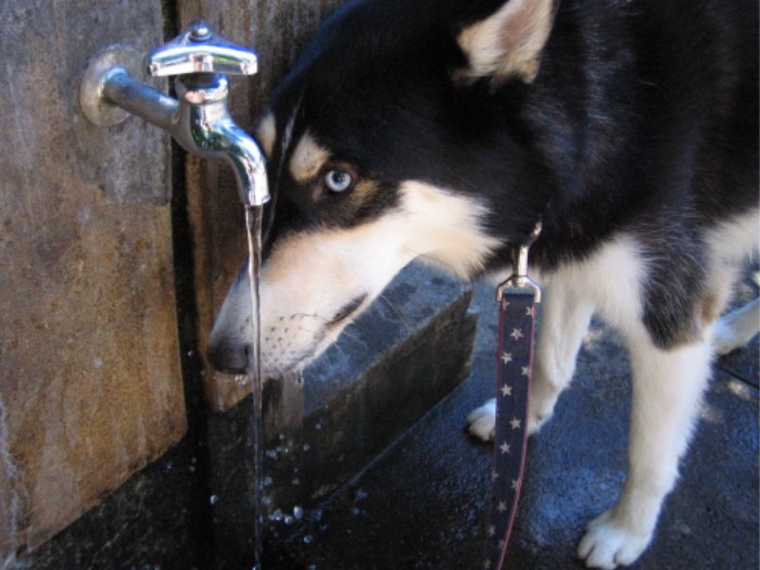 水道から出る水を直のみする富士丸