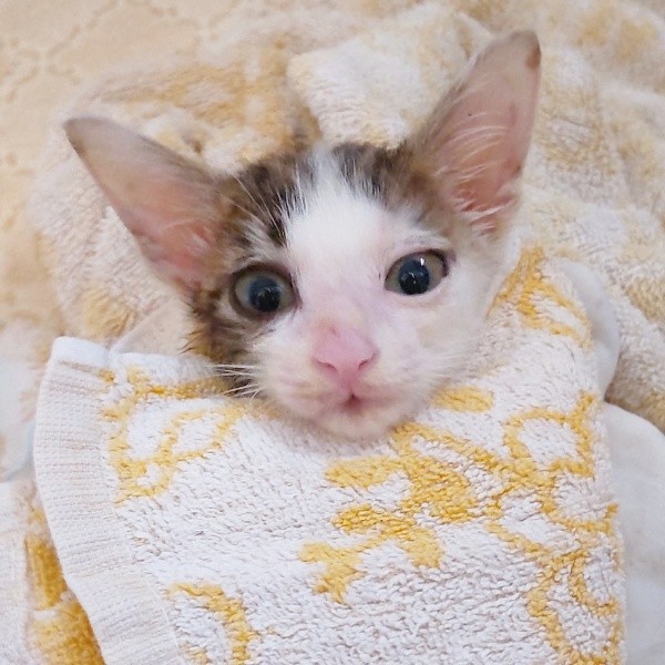 子猫時代、少しずつ健康を取り戻していったあずきくん（画像提供：バニラさん）