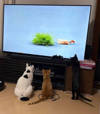 テレビの前に並ぶえんくん（左）、しょうくん（中央）、さちちゃん（右）（ななみさん提供）
