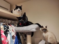 禰豆子ちゃんは、すっかり家族の一員に。一番左上は、ハチワレのレイジュちゃん（「にゃんこ先生family」さん提供）