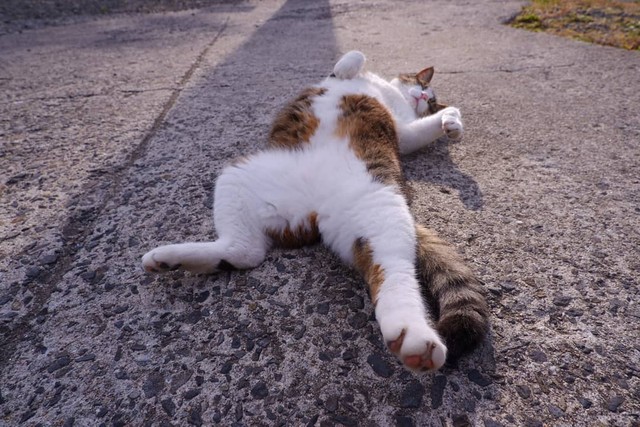 大胆すぎる猫にゃ