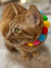 新しい首輪をもらったよ（提供：おすよさん）