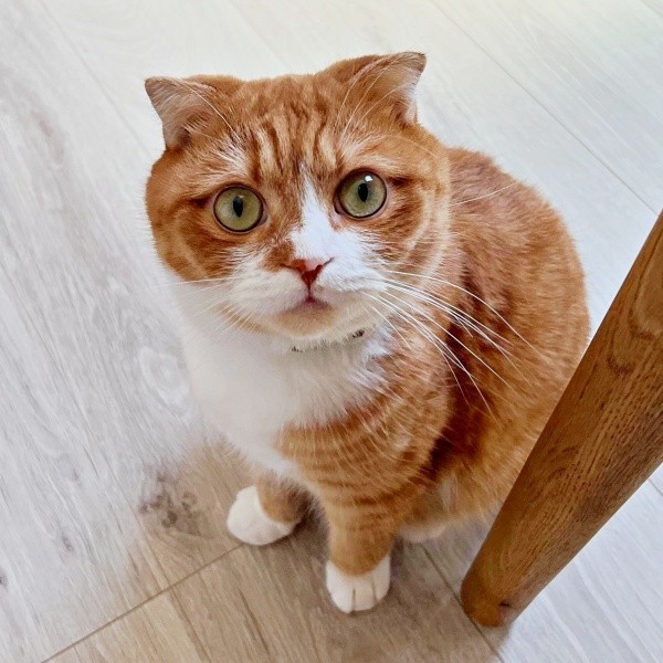飼い主さんを見上げるなつくん（画像提供：yuさん）