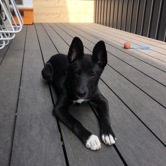 怖がっていても遊び相手がいなくなってしょんぼり？預かり中のドー