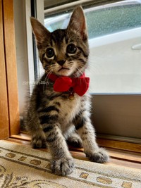 生後2カ月のころ、窓辺で佇むぜんちゃん（画像提供：お母ちゃん こてつ ぜんさん）