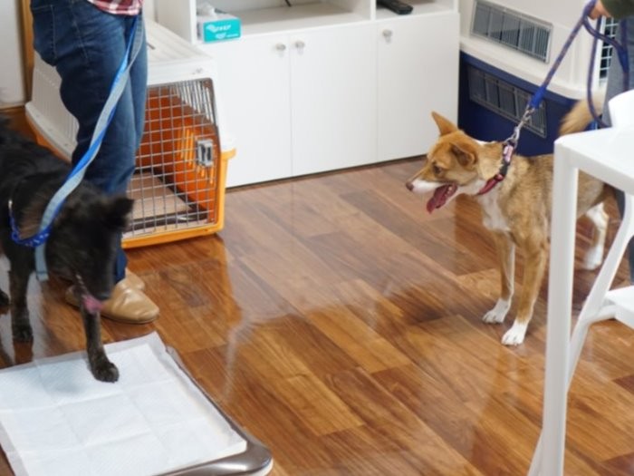 ２階のシェルターから１階のリビングに下りると犬もリフレッシュできる、