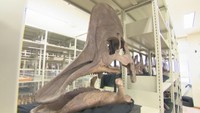 岡山理科大所蔵の恐竜の化石は「コリトサウルス」と判明　広域な生息域か