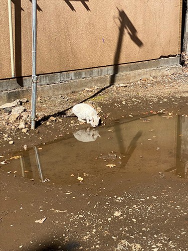 歌舞伎町で泥水を飲んで生きてきたたにゃ（たにゃパパさん提供）