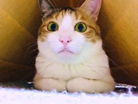 香箱座りをするサラちゃん（画像提供：にゃさん）