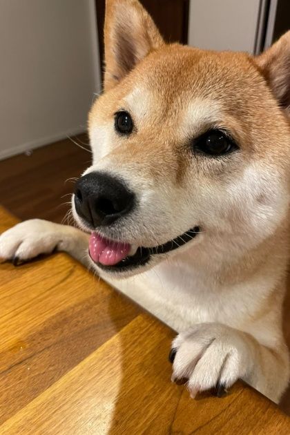 もう待てないよ！」あの手この手でおねだりする柴犬が可愛すぎる 最後