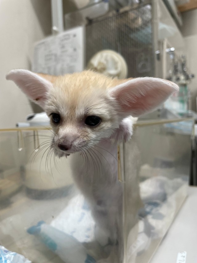 6月4日には、耳がピンとしてフェネックらしい顔だちに　画像（公財）東京動物園協会提供