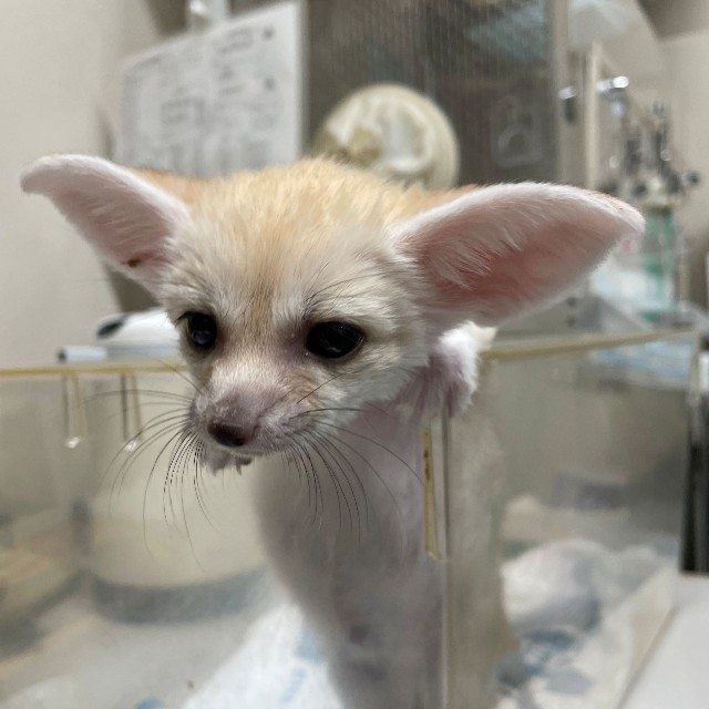 6月4日には、耳がピンとしてフェネックらしい顔だちに　画像（公財）東京動物園協会提供